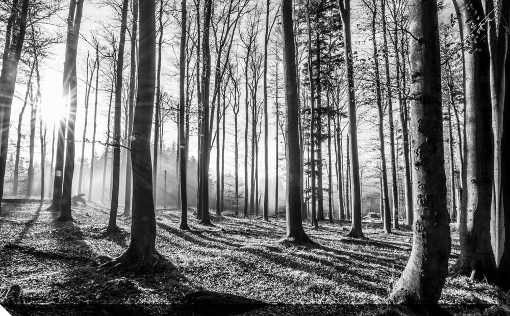 White text on a black and white picture of a sparse forest. The sun can be seen shining in between the trees. The text reads, 'Inclusion is not bringing people into what already exists; it is making a new space, a better space for everyone.' - George De