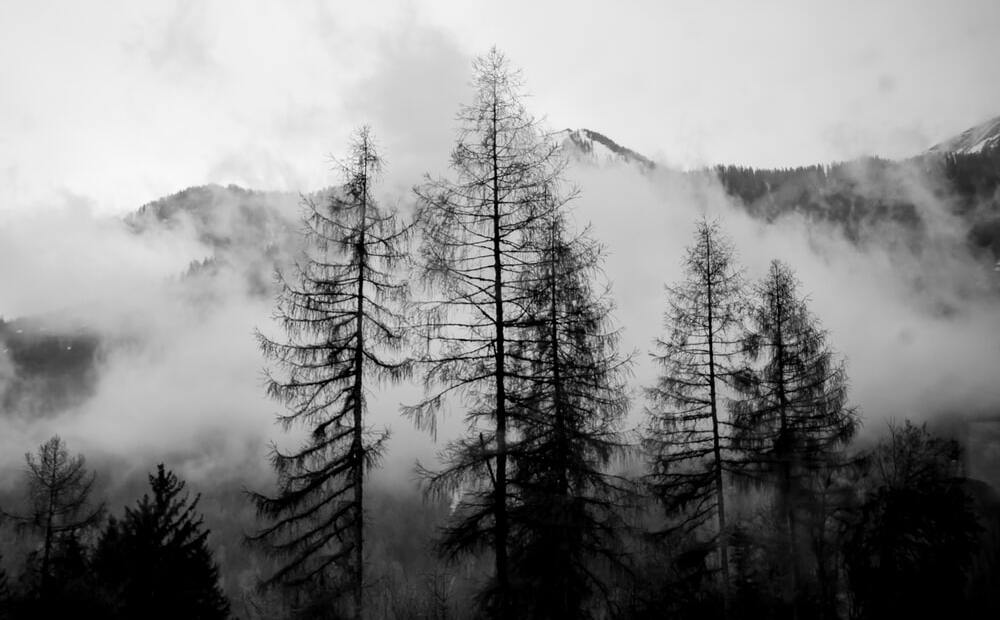 White text on a black and white image of a forest. Tall tree tops stand before misty mountains and under a cloudy sky. The text reads, 'We are all different, which is great because we are all unique. Without diversity life would be very boring.' - Catherine Pulsifier