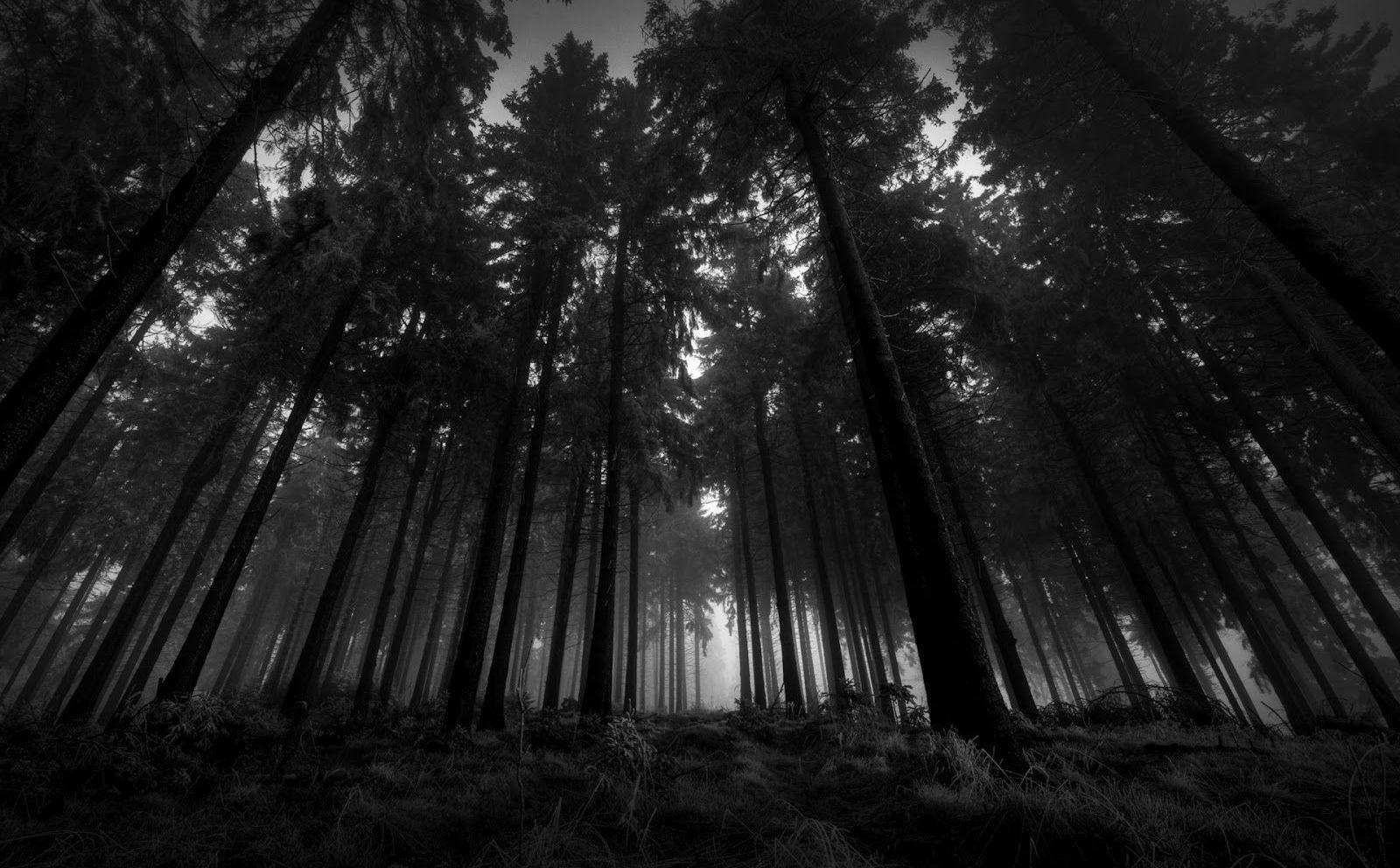 White text on a black and white picture of a dense forest. Little light makes is through the treetops. The text reads, 'Inclusion requires the teacher to believe that all students have something important to offer in the classroom and that we really are better off learning together.' - Beth Foraker