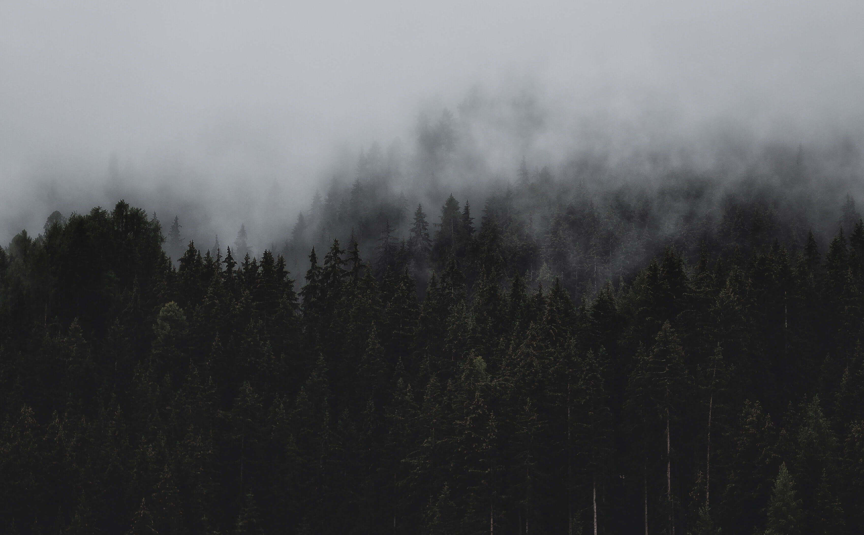 White text on a black and white picture of a misty forest. The silhouettes of the trees can be faintly seen through the fog. The text reads, 'Diversity: the art of thinking independently together.' - Malcolm Forbes